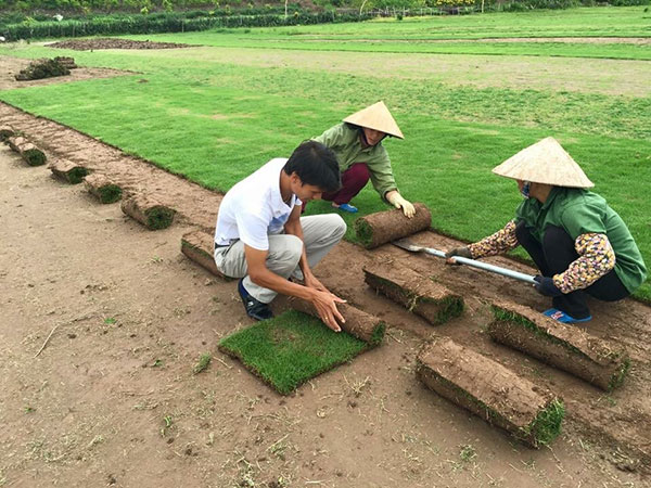 Trồng cỏ và chăm sóc cỏ